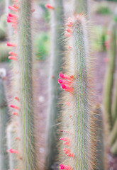 close up of flowering cactus in garden