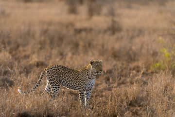 Naklejka premium Leopard in the wilderness of Africa