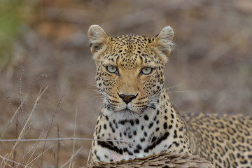 Fototapeta premium Leopard in the wilderness of Africa