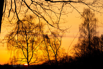 As the sun starts coming out on the horizon, the sky turns into a beautiful yellow sky. The silhouettes of the trees make this beautiful landscape.
