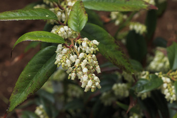 Big flowers of summer and spring.