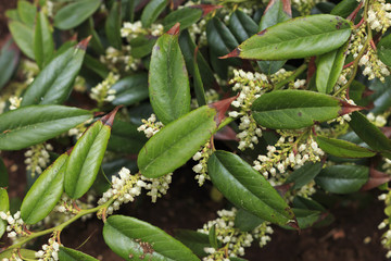 Big flowers of summer and spring.