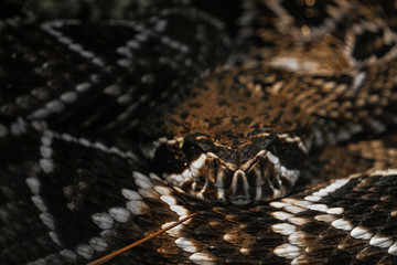 A coiled up common death adder in Australia