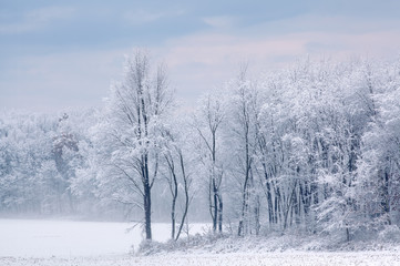Winter landscape of snow flocked trees at edge of field, Michigan, USA