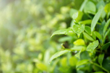 Close up green leaf nature view and blurred greenery background in garden with copy space for your design. Nature view of green plants with sunlight. Environmental freshness wallpaper concept.