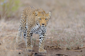 Fototapeta na wymiar Leopard in the wilderness of Africa