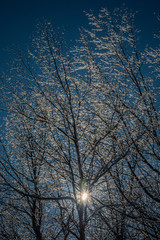 Sunlight shines through ice-encrusted trees after a winter storm