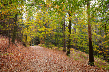 Obraz premium Weg durch den herbstwald, Nationalpark Sächsiche Schweiz, Elbsandsteingebirge, Sachsen, Deutschland, Europa