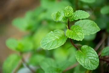 Fototapeta na wymiar Fresh mint leaves in garden. Selective focus.