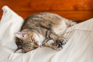 funny tabby cat sleep on a bed