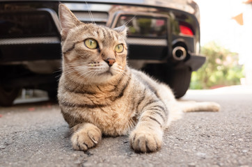 lazy tabby cat sleep on a ground