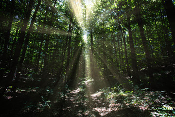 Naklejka premium beautiful sun rays in green spring forest