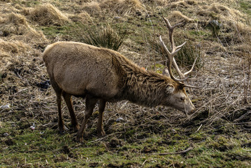 Obraz premium Wild stag