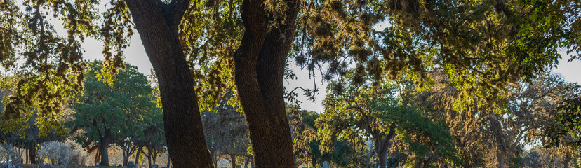 Sunset backlit serene view of trees with moss, trunks, layers, and depth