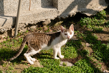 young stray cat