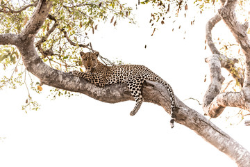 Fototapeta na wymiar Leopard resting on a tree in the wilderness of Africa