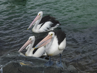 Group of Three Pelicans in Australia