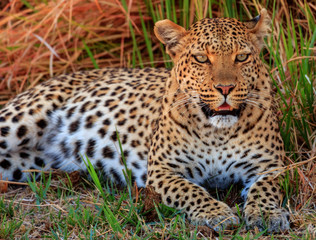 Leo