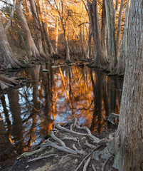 Switchgrass (Panicum virgatum)  and "bald cypress" trees (Taxodium distichum) in winter at sunset in Cibolo Nature Preserve in central Texas near Boerne