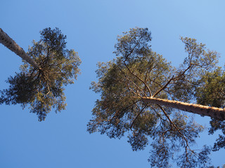 Two tall pines against a blue sky on a sunny day, view from below. Bright picture of evergreen trees with long trunks and crown of branches in nature.