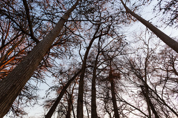 Bald cypress trees (Taxodium distichum) in winter at sunset in Cibolo Nature Preserve in central Texas near Boerne