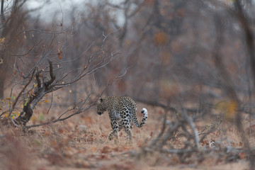 Leopard in the wilderness of Africa