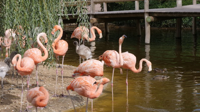 Flament rose