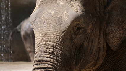 portrait d'éléphant