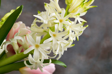 spring flowers, tulips and hyacinths.