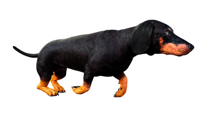 3D Rendering Dachshound on White