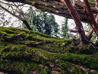  Green moss on an inclined tree trunk.