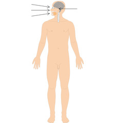 Fototapeta premium Ayurveda Dosha: Alocaka Pitta