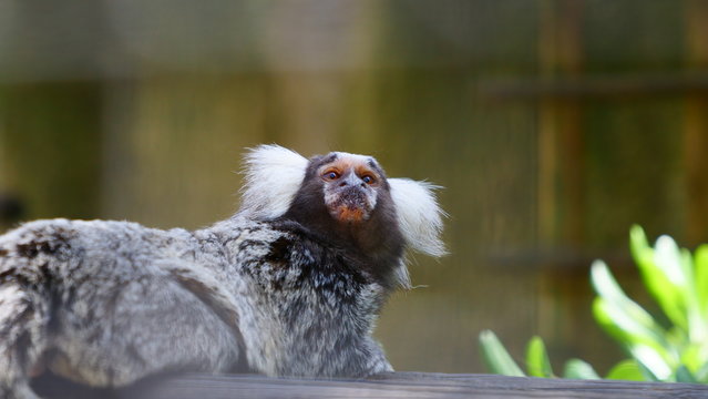 587 Best Ouistiti Images Stock Photos Vectors Adobe Stock