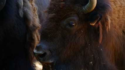 Fototapeta premium bison portrait