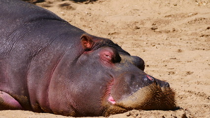portrait hippopotame