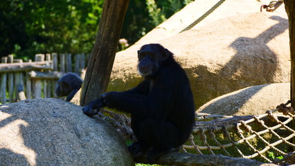 singe 