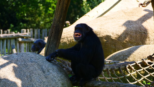 singe rigolo