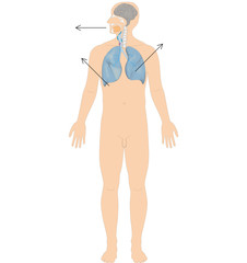Ayurveda Dosha: Udana Vata