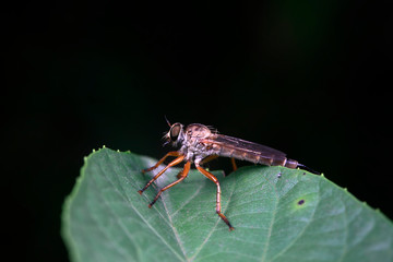 assassin fly on green leaves
