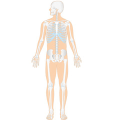 Anatomie - menschliches Skelett