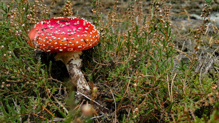 Fliegenpilz im Wald