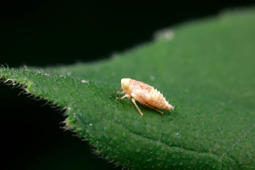 Leafhopper larvae on green leaves