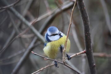 Naklejka premium great tit on branch
