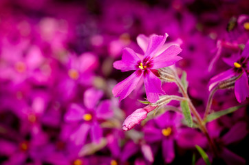 Fototapeta na wymiar Beautiful bright purple phlox subulata close up. Spring botanical background.