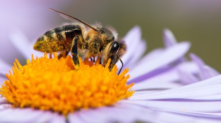 bee or honeybee sitting on flower, Apis Mellifera