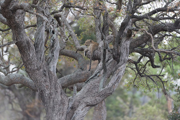Leopard resting on a tree in the wilderness of Africa