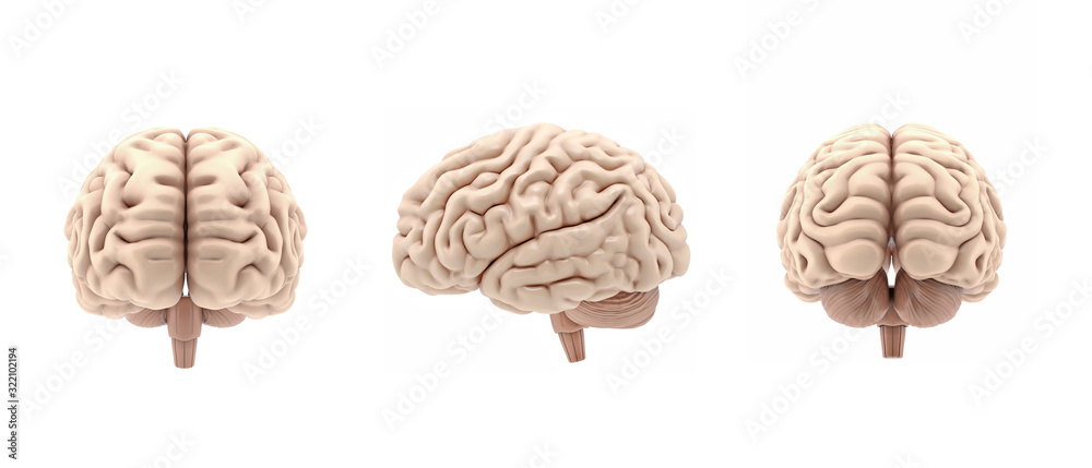 Fototapete 3D set glossy brain rendering isolated on white background