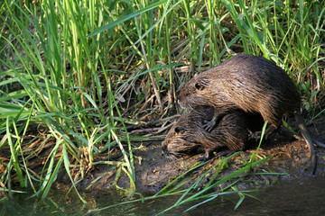 close to the river public sex between nutrias in the grass