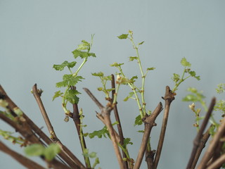 Gardening. Cutting grapes. New processes on the stalks of grapes. Propagation of grapes.