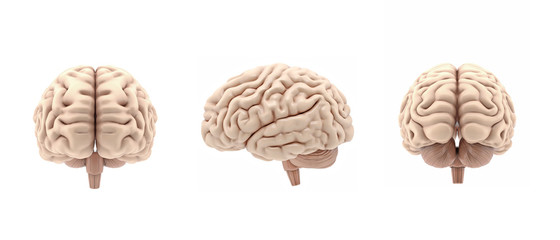 3D set glossy brain rendering isolated on white background - obrazy, fototapety, plakaty